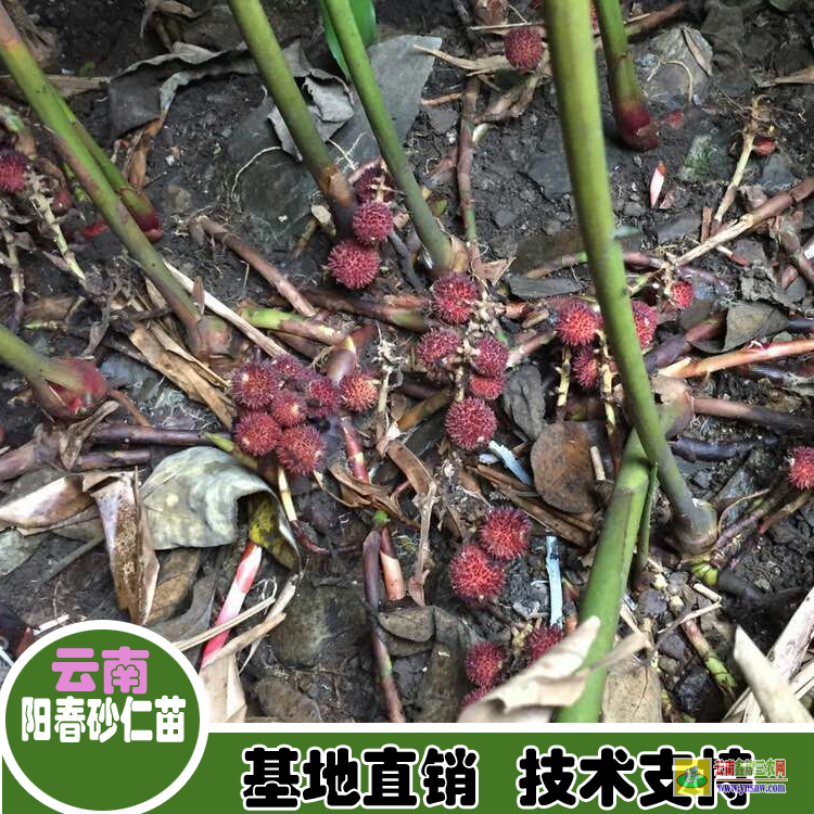 福建延平紅苗砂仁 砂仁苗出售 連環(huán)砂仁苗