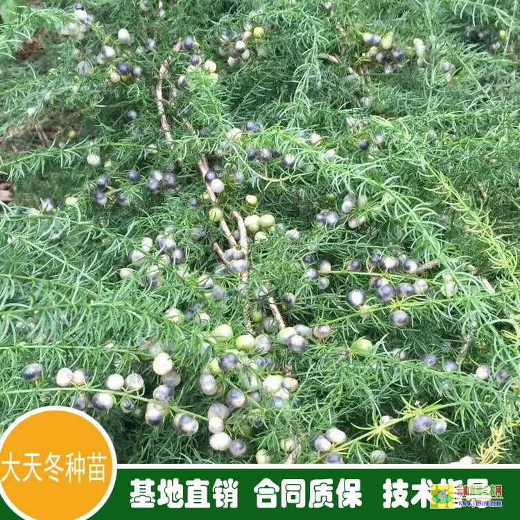 廣東樂昌天冬苗價格 天冬苗后專用除草劑用什么 天冬苗育苗技術(shù)