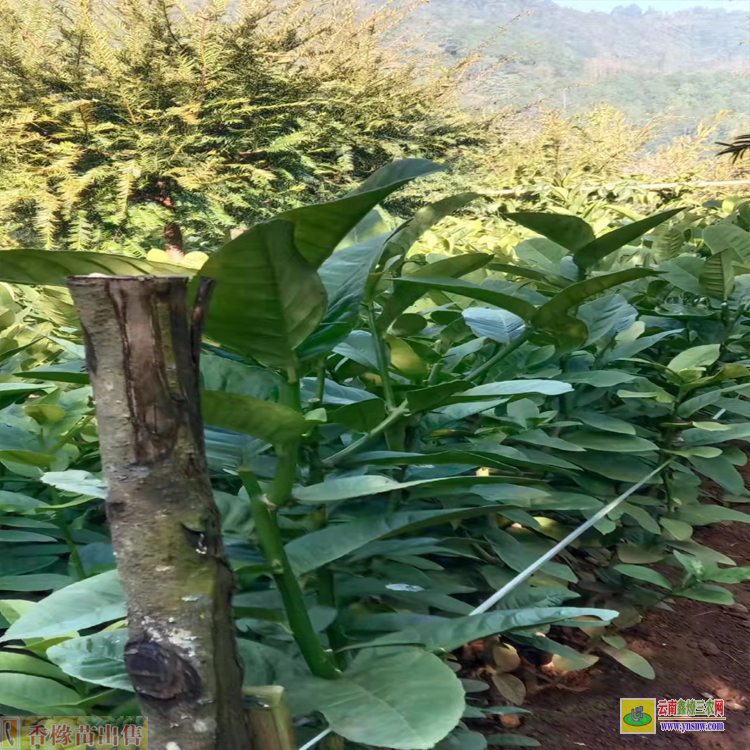 大理彌渡香櫞苗基地 香櫞每畝種多少苗 哪里有香櫞苗賣