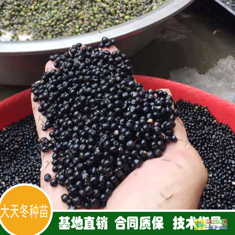 咸寧通山天冬苗要種什么品種好 天冬苗求購(gòu) 天冬苗后用什么除草劑