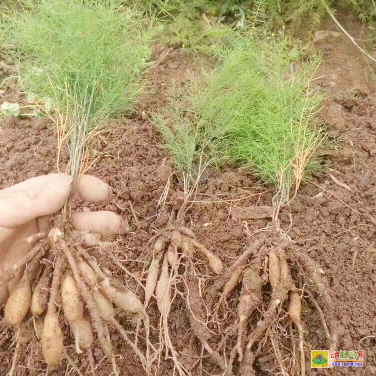 貴州天冬價(jià)格是多少錢一斤|國家扶持種植藥材項(xiàng)目|未來10大暴利種植