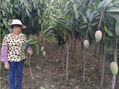 云南紅河芒果苗價格 紅貴妃芒果苗基地 芒果苗批發(fā)圖2