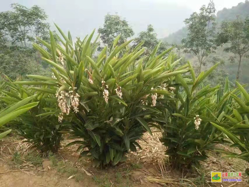 安順紫云廣東陽(yáng)春砂仁苗價(jià)格 香砂價(jià)格行情 價(jià)格行情網(wǎng)