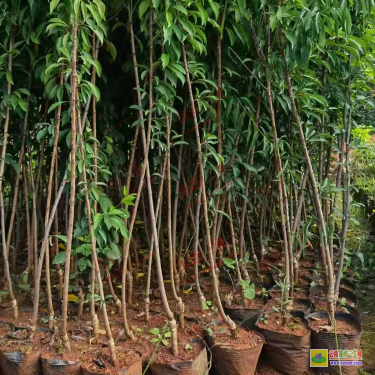 大理彌渡華山松苗多少錢(qián)一棵 華山松苗木規(guī)格 華山松苗木圖片