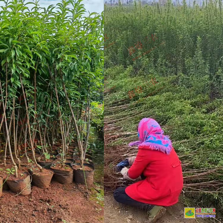 大理彌渡華山松苗多少錢(qián)一棵 華山松苗木規(guī)格 華山松苗木圖片