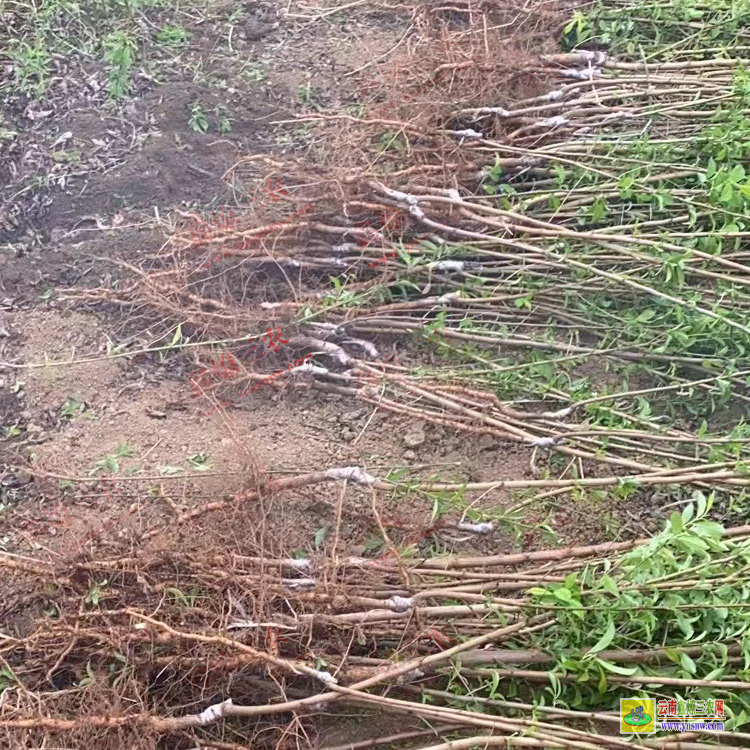 曲靖會(huì)澤華山松苗哪里有賣的 華山松苗木批發(fā)基地 華山松苗價(jià)格