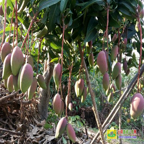 田陽廣西桂七芒果苗批發(fā)|紅貴妃芒果苗基地|芒果苗批發(fā)