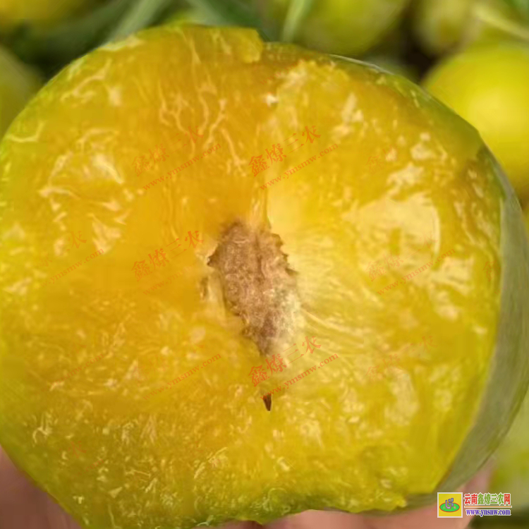 大理彌渡華山松苗多少錢一棵 華山松苗木圖片 華山松苗木圖片