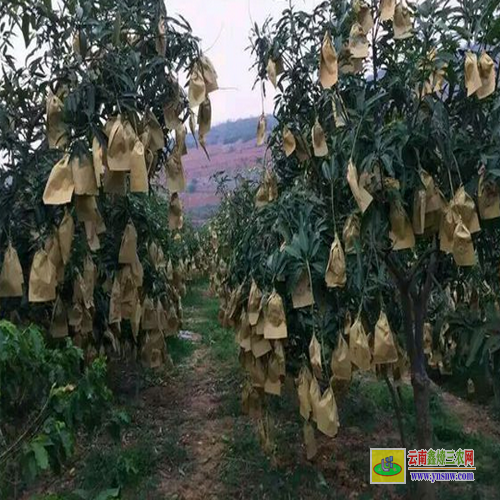 靈山桂七芒果苗多少錢一棵|盆栽芒果苗|芒果苗批發(fā)