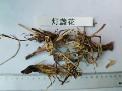 云南楚雄燈盞花價(jià)格的暴漲暴跌| 燈盞花價(jià)格及種植方法|圖2