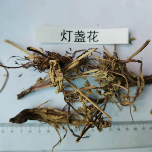 四川雅安燈盞花價格的暴漲暴跌| 燈盞花價格及種植方法收購