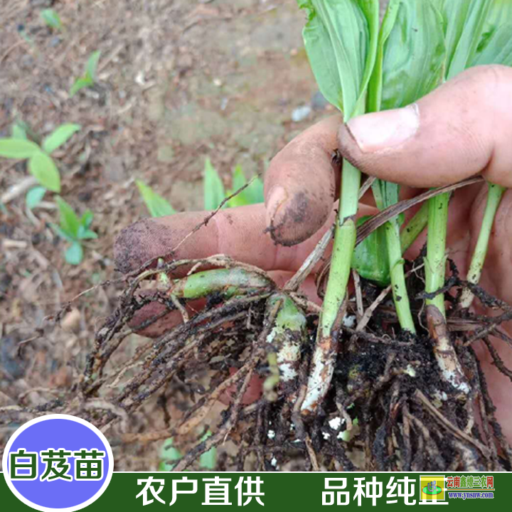 昭通巧家云南昆明哪里買白芨苗| 白芨苗是什么樣子的 白芨苗圖片