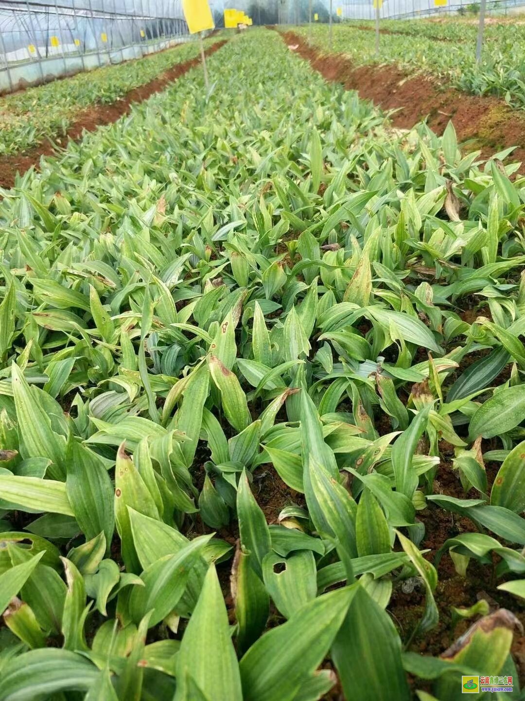 恩施黃精苗的種植技術(shù)| 黃精苗種植基地 黃精苗價(jià)格查詢網(wǎng)