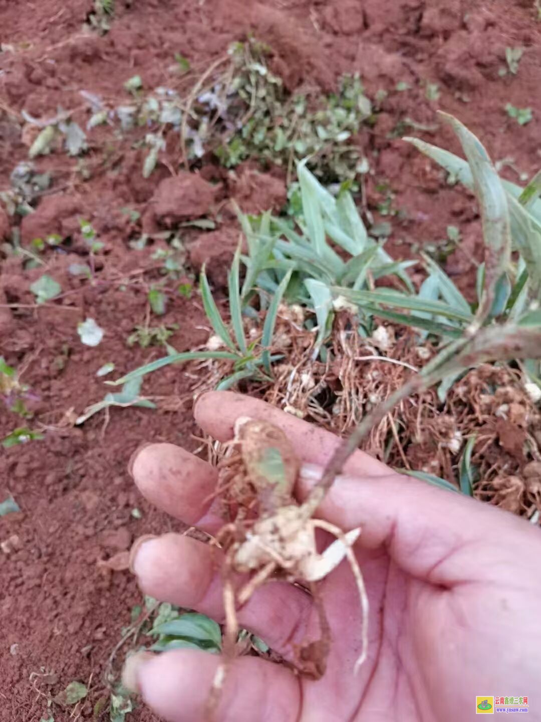 隨州黃精苗的種植技術| 黃精苗種植基地 黃精苗價格查詢網