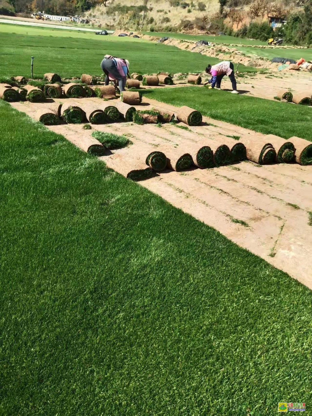 賓川草皮價格一平米多少錢| 綠化草皮一平方價格 草皮價格表