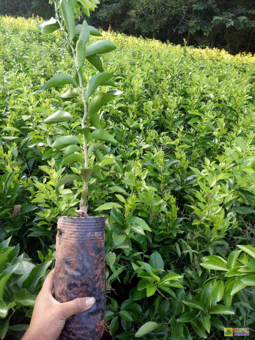 臨翔沃柑苗到哪里買(mǎi)才正宗 |沃柑種植技術(shù)前景 |沃柑苗哪里有售