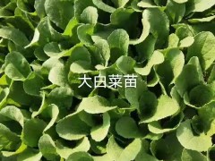 文山西疇蔬菜種苗公司| 云南小鐵頭苗 大白菜的幼苗期圖3