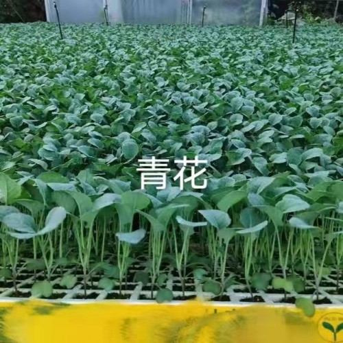 昭通威信云南優(yōu)質(zhì)蔬菜苗| 大白菜苗產(chǎn)量 云南本地大白菜