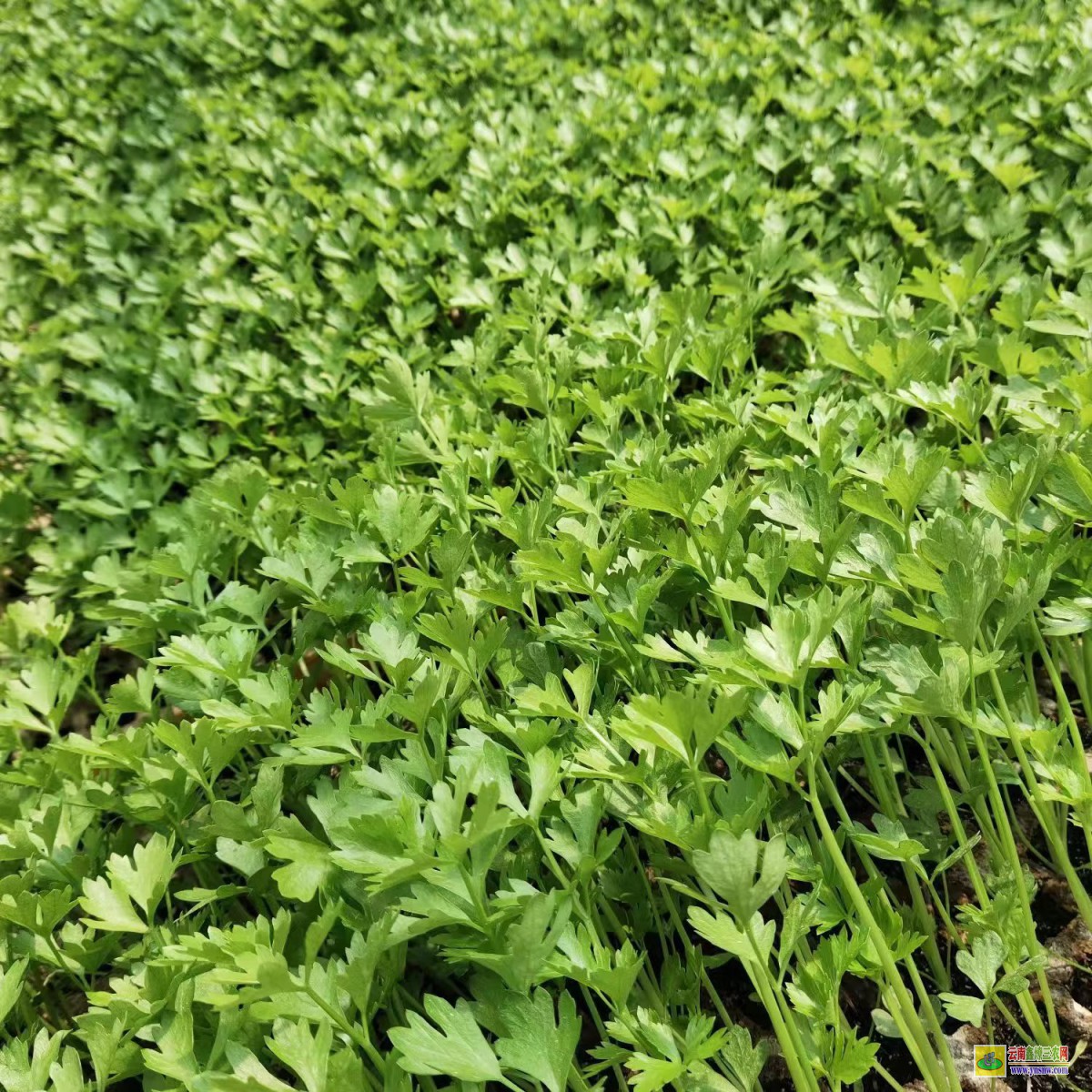 昭通巧家昆明哪里可以買到菜苗| 云南鐵頭種植技術(shù) 大白菜的幼苗期