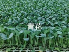 云南鐵頭種植技術(shù) 小鐵頭種植 小鐵頭種植技術(shù)圖3