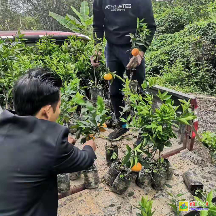 富寧098沃柑苗哪里有賣 |無核沃柑苗 |沃柑脫苗