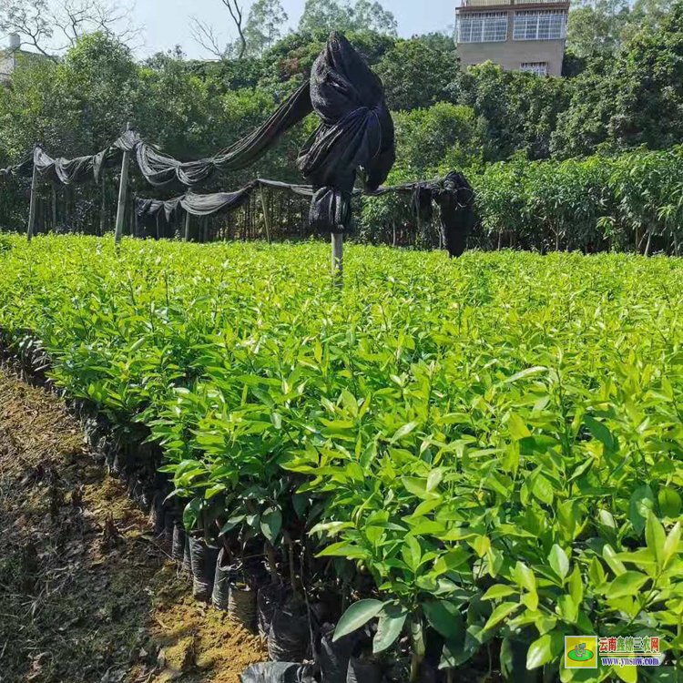 普洱四川沃柑苗價(jià)格 |重慶091沃柑苗價(jià) |1年廣西無(wú)核沃柑苗