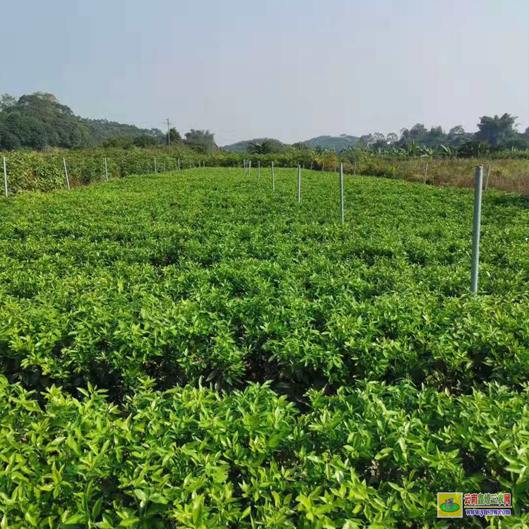 貴港四川沃柑苗價(jià)格 |重慶091沃柑苗價(jià) |1年廣西無(wú)核沃柑苗