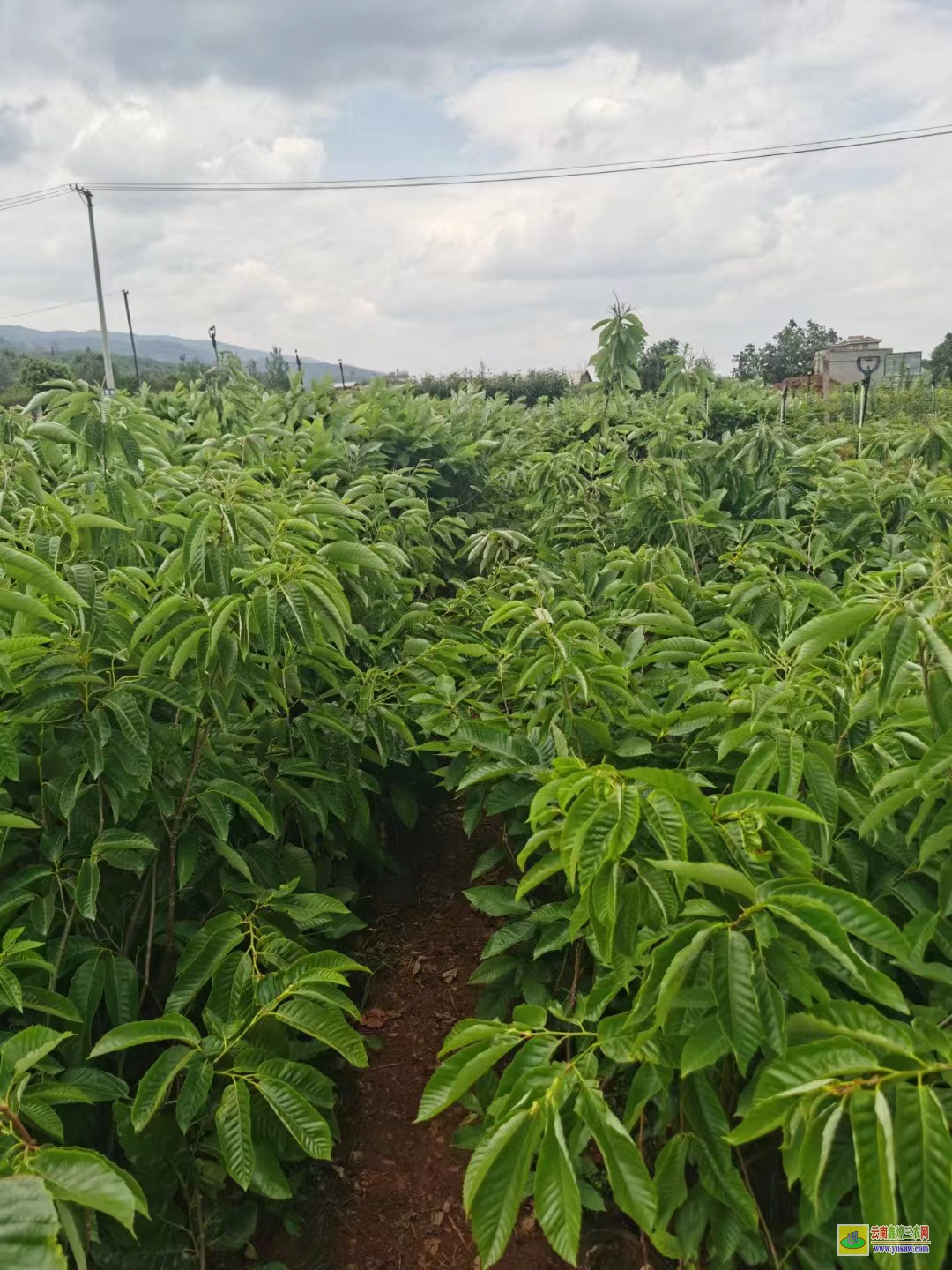 臨滄滄源花椒樹苗哪里有賣|貴州花椒苗批發(fā)|花椒苗采購合同范本