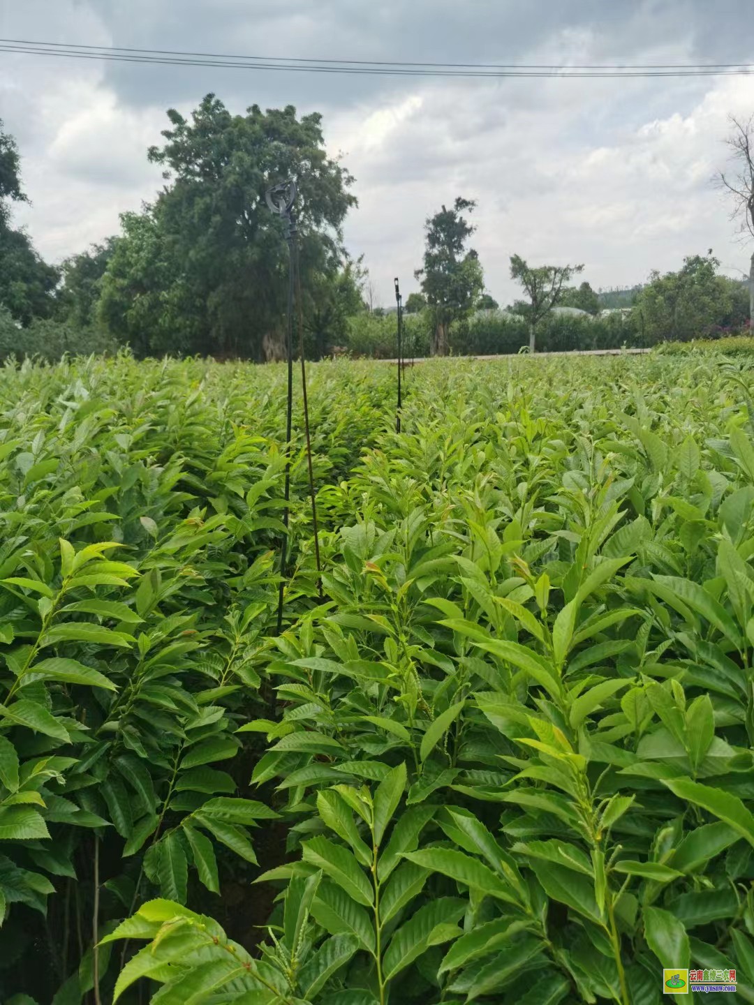 臨滄滄源花椒樹苗哪里有賣|貴州花椒苗批發(fā)|花椒苗采購合同范本