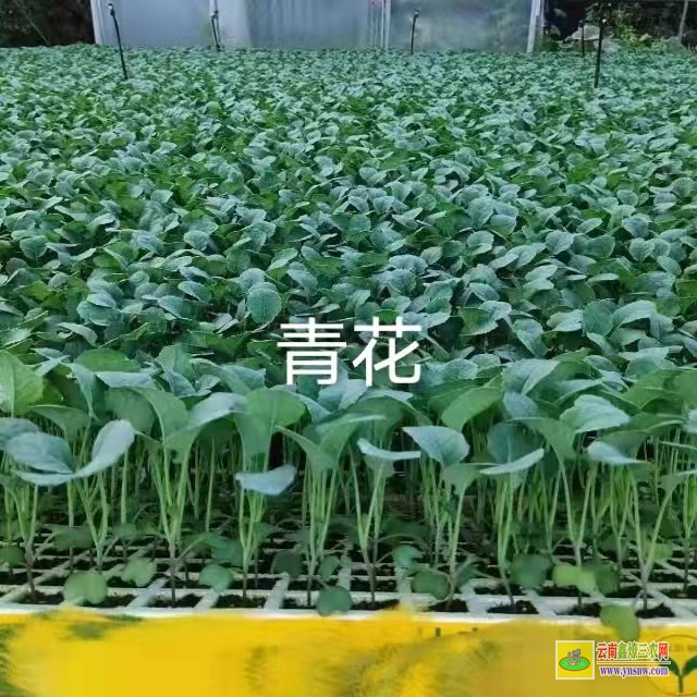 沾益小鐵頭菜批發(fā)| 昆明哪里有蔬菜苗買批發(fā)價(jià)格| 哪里有菜苗批發(fā)