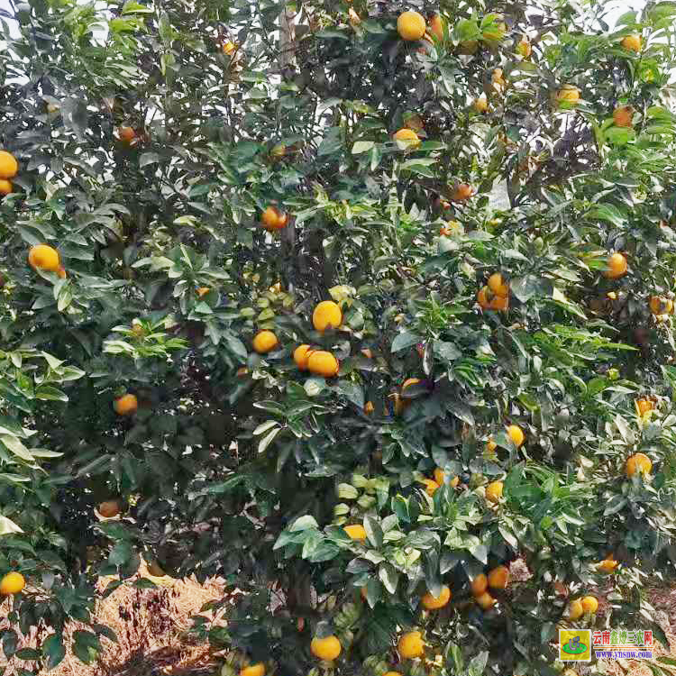 自貢無核沃柑苗 |廣西沃柑苗批發(fā)基地 |沃柑苗圖片