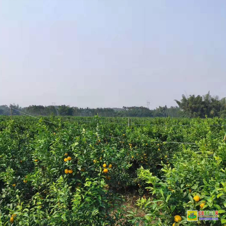 欽州沃柑苗多少錢一株 |廣西沃柑苗批發(fā)基地 |沃柑苗圖片