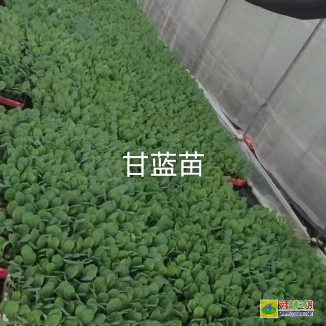 曲靖沾益松花苗多少天達(dá)到三葉一心| 松花苗期葉子病害| 松花苗期多長(zhǎng)時(shí)間