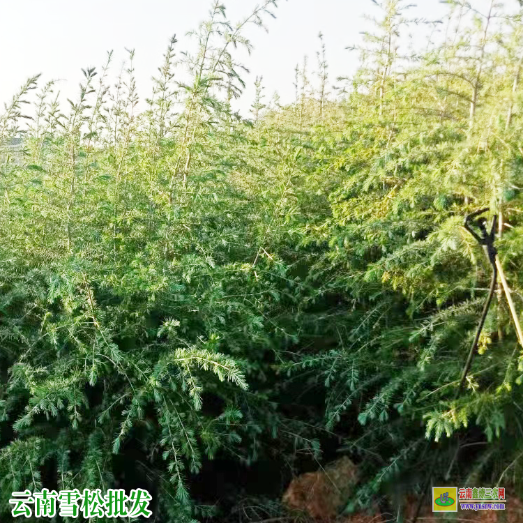 大理彌渡地徑三公分云南雪松袋苗| 雪松種植時(shí)間及注意事項(xiàng)| 1米高雪松苗價(jià)格