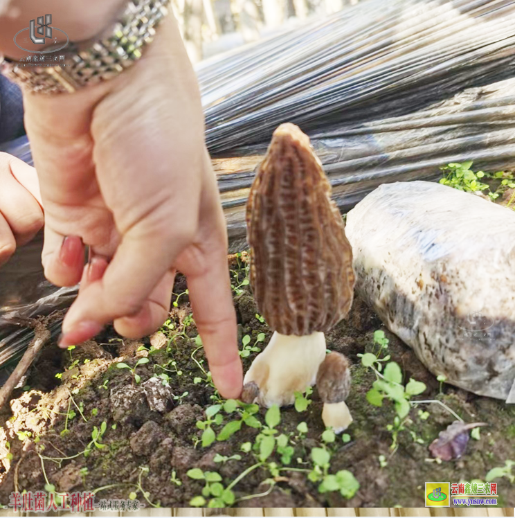 福建武平人工種植羊肚菌 河南羊肚菌種植基地 羊肚菌種植技術(shù)培訓(xùn)