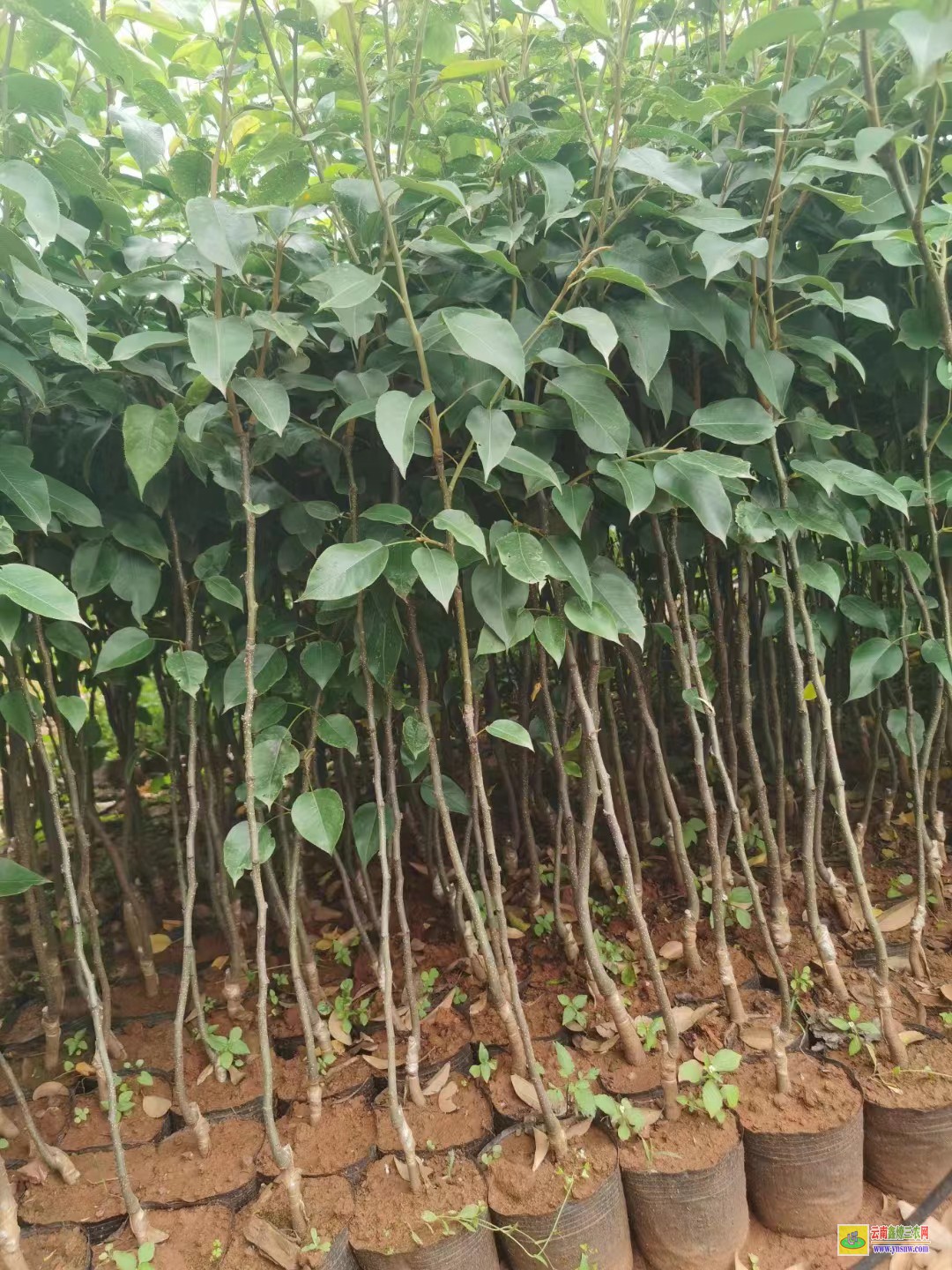 黔西興仁海南黃花梨樹苗價格|紅梨苗種植基地|紅梨苗木哪里買