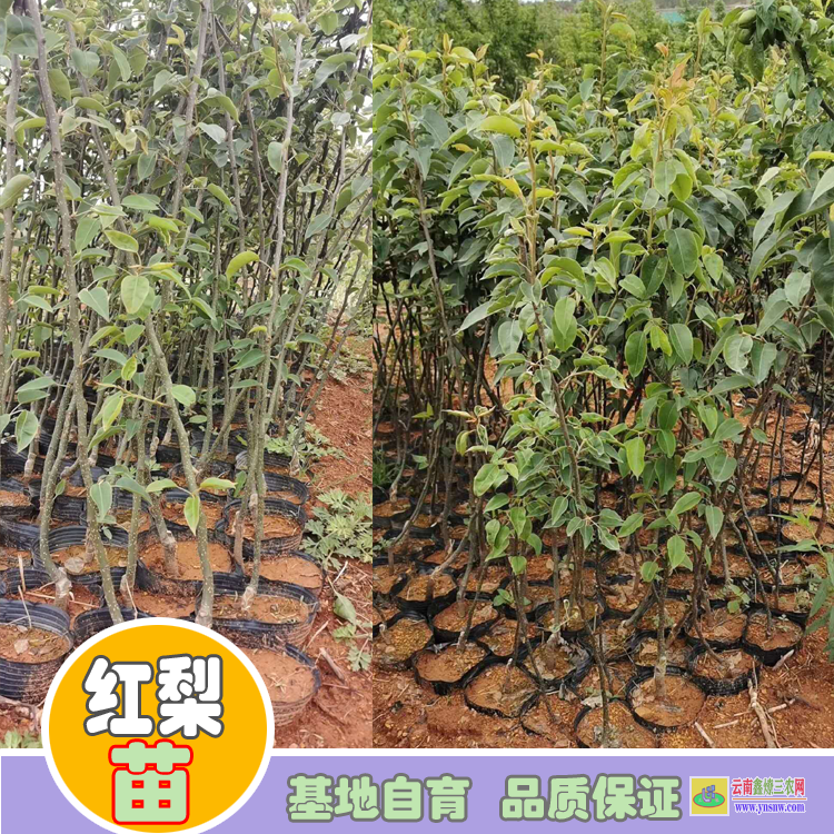 黔西興仁海南黃花梨樹苗價格|紅梨苗種植基地|紅梨苗木哪里買