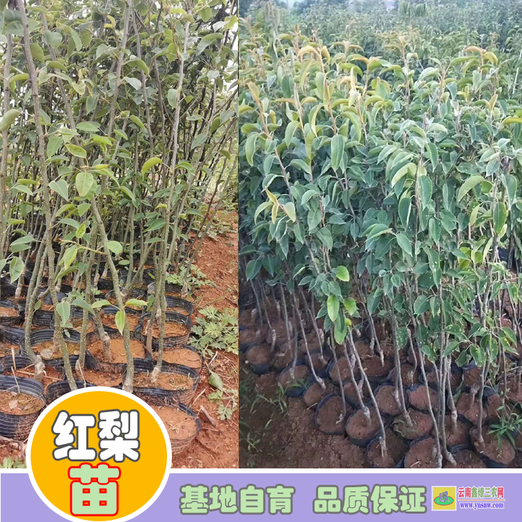 大理彌渡紅梨苗木批發(fā)價(jià)格|紅梨苗品種大全|紅梨苗品種