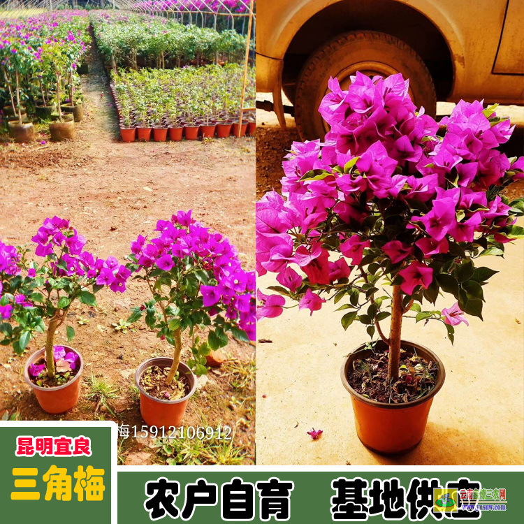 安順平壩廣東佛山三角梅種植基地| 三角梅批發(fā)價格表| 云南三角梅批發(fā)