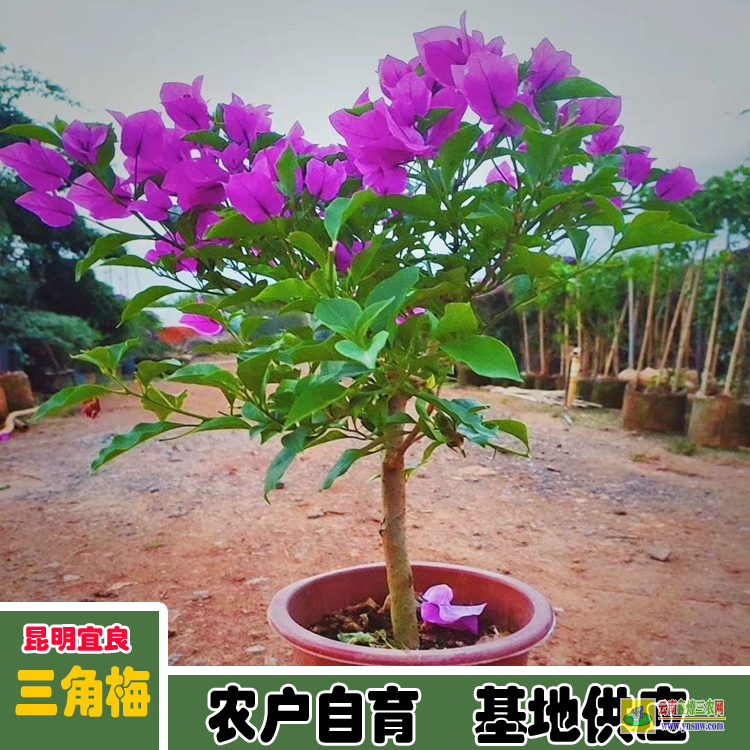 保山隆陽三角梅花卉基地| 云南三角梅袋苗| 云南三角梅批發(fā)