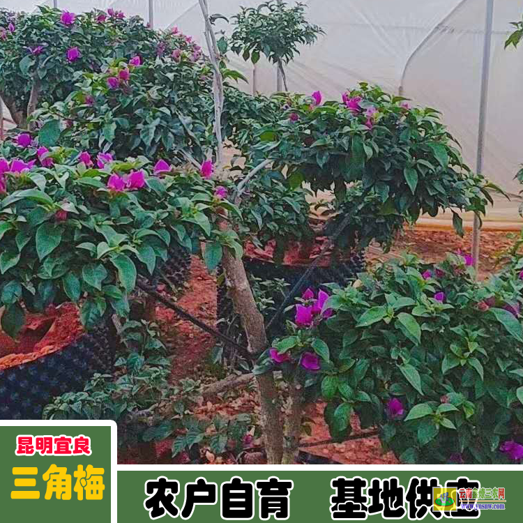 成都錦江廣東三角梅種植基地| 三角梅小苗價(jià)格| 云南三角梅批發(fā)