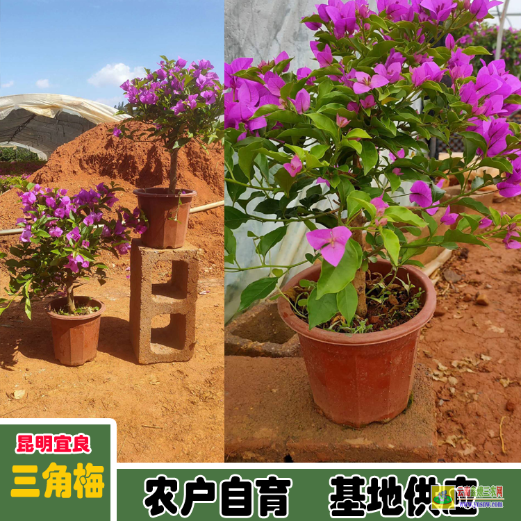 昆明富民廣東佛山三角梅種植基地| 云南三角梅袋苗| 云南三角梅批發(fā)