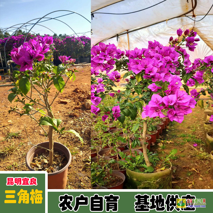 成都錦江廣東三角梅種植基地| 三角梅小苗價(jià)格| 云南三角梅批發(fā)