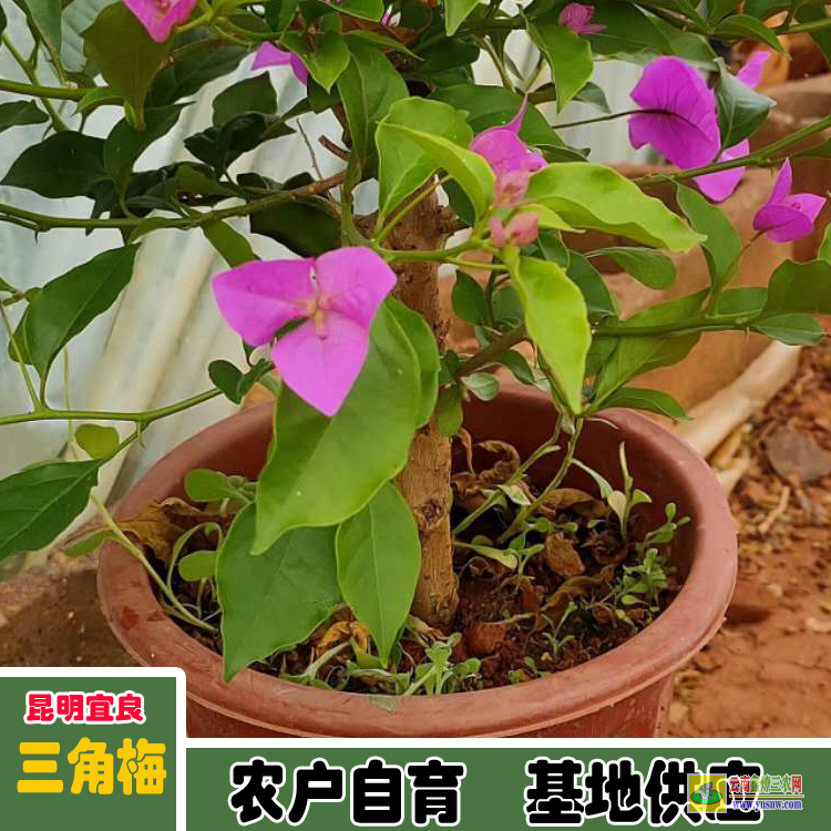 黔西興義廣東佛山三角梅種植基地| 云南三角梅袋苗| 云南三角梅供應(yīng)商