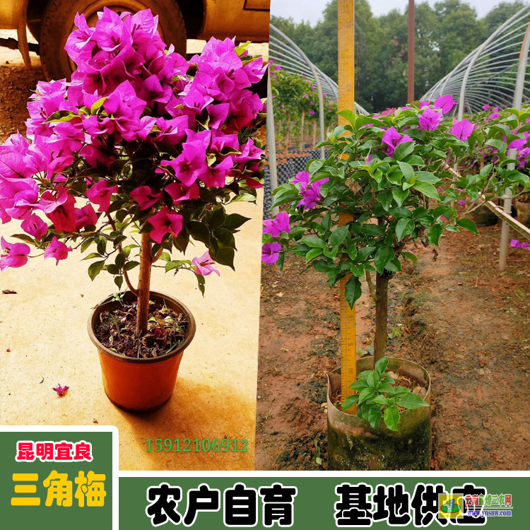 達(dá)州宣漢廣東三角梅種植基地| 三角梅批發(fā)價格表| 云南三角梅供應(yīng)商