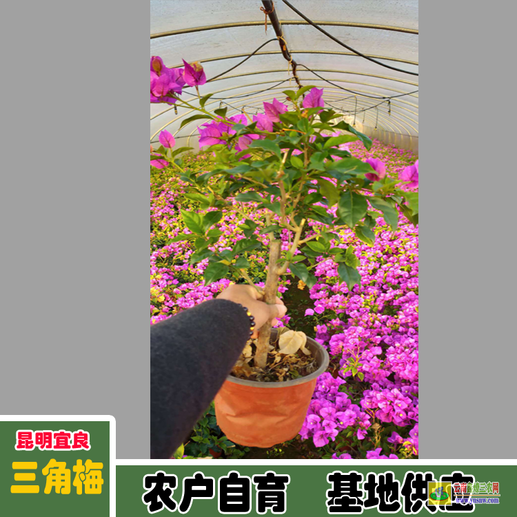 迪慶維西廣東佛山三角梅種植基地| 三角梅小苗價格| 云南三角梅供應商