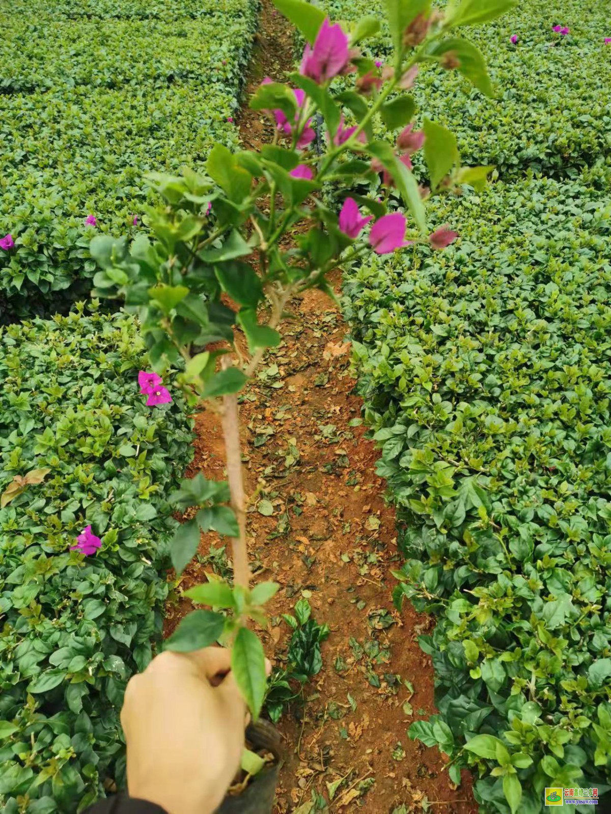 貴陽(yáng)白云廣東佛山三角梅種植基地| 三角梅批發(fā)價(jià)格表| 云南三角梅批發(fā)