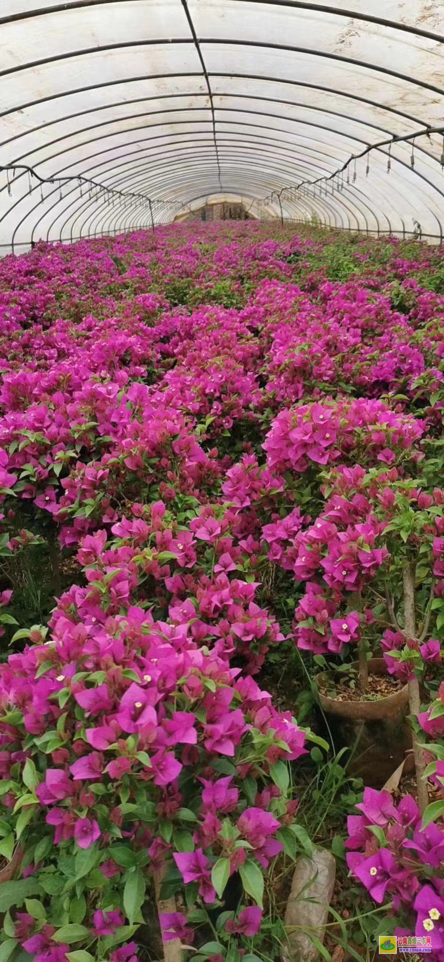 昭通鹽津廣東三角梅種植基地| 云南三角梅袋苗| 云南三角梅供應(yīng)商