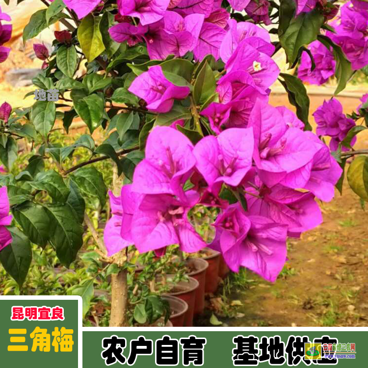 阿壩汶川廣東佛山三角梅種植基地| 云南三角梅袋苗| 云南三角梅供應(yīng)商