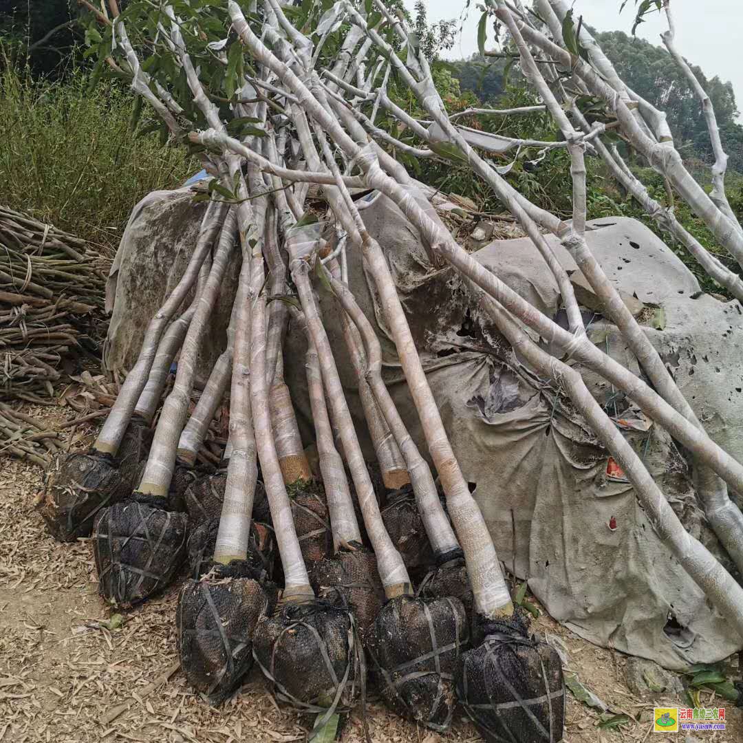 崇左龍州芒果苗種植|正宗芒果苗|四季芒果苗